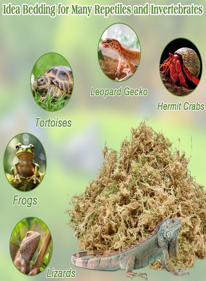 Halatool 3.5OZ Natural Sphagnum Moss for Reptiles Premium Reptile Moss Ideal Terrarium Moss for Box Turtles Hermit Crabs Leopard Gecko Snakes and Hamsters Enclosure - Image 3